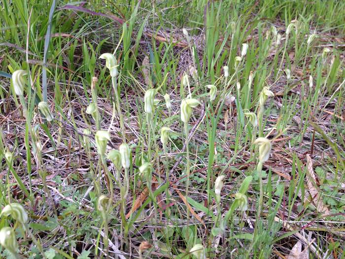 Snail Orchid